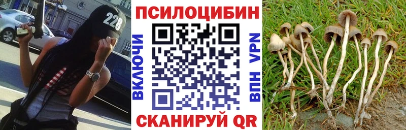 нарко площадка телеграм  Шагонар  Псилоцибиновые грибы Cubensis  продажа наркотиков 
